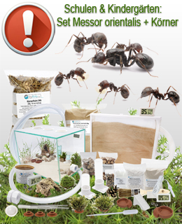Set XXL Ameisenfarm S7